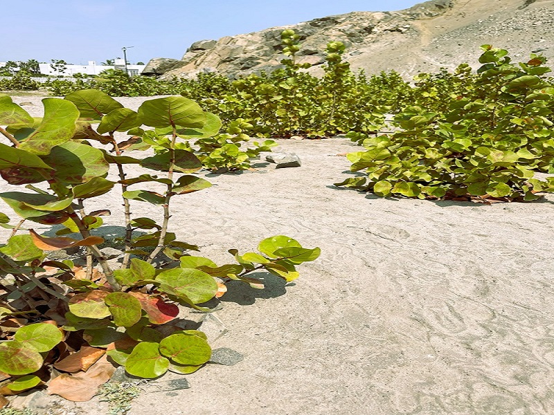 Playa de Asia — vista 6 frente al mar en Chocalla